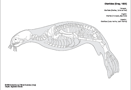 Otariids