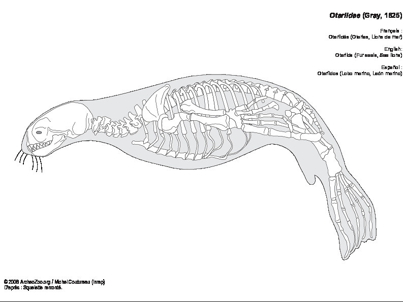 Otariids