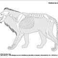 Lion d'Afrique (7179 visites) Pales (Léon), Garcia (Michel A.). ― Atlas ostéologique pour servir à l’identification des Mam... Lion d'Afrique