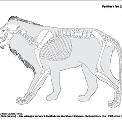 Lion d'Afrique (7142 visites) Pales (Léon), Garcia (Michel A.). ― Atlas ostéologique pour servir à l’identification des Mam... Lion d'Afrique