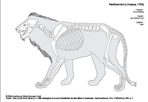 Lion d'Afrique (7124 visites) Pales (Léon), Garcia (Michel A.). ― Atlas ostéologique pour servir à l’identification des Mam... Lion d'Afrique