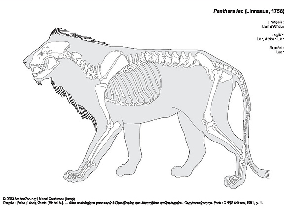 Lion d'Afrique (7141 visites) Pales (Léon), Garcia (Michel A.). ― Atlas ostéologique pour servir à l’identification des Mam... Lion d'Afrique