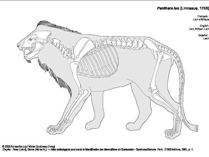 Lion d'Afrique (7143 visites) Pales (Léon), Garcia (Michel A.). ― Atlas ostéologique pour servir à l’identification des Mam... Lion d'Afrique