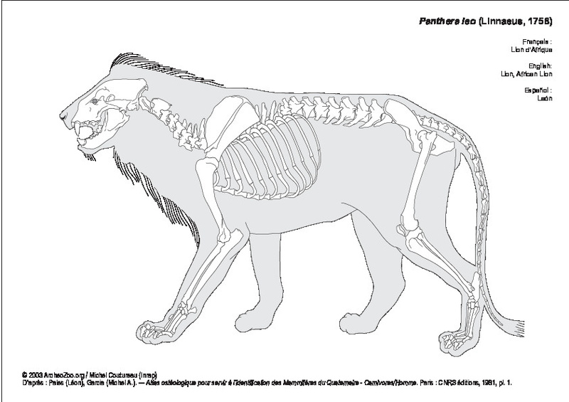 Lion d'Afrique