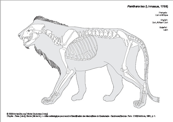 Lion d'Afrique