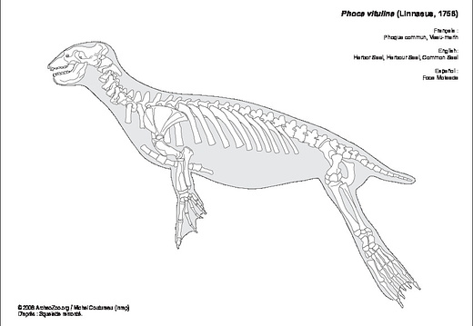 Harbor Seal