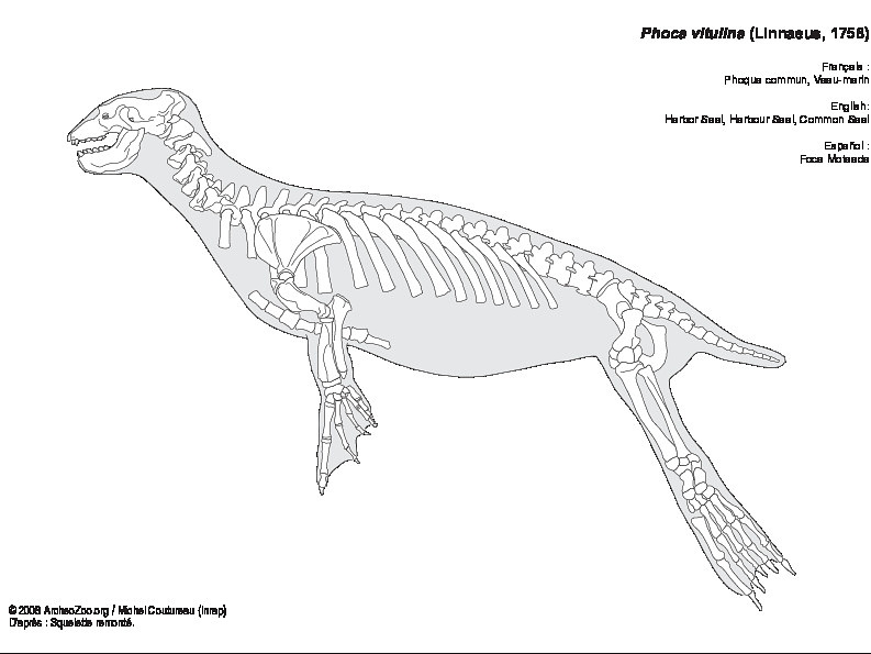 Phoque commun