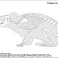 Pika sarde (7011 visites) Dawson (M. R.). ― Osteology of Prolagus sardus, a Quaternary ochotonid (Mammalia, Lagomorpha), Pal... Pika sarde