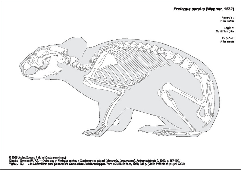 Dawson (M. R.). ― Osteology of Prolagus sardus, a Quaternary ochotonid (Mammalia, Lagomorpha), Palaeovertebrata 2, 1969, p. 157-190.Vigne (J.-D.). ― Les Mammifères post-glaciaires de Corse, étude Archéozoologique. Paris : CNRS éditions, 1988, 337 p. (Gallia Préhistoire ; suppl. XXVI). prolagus_sardus.pdf