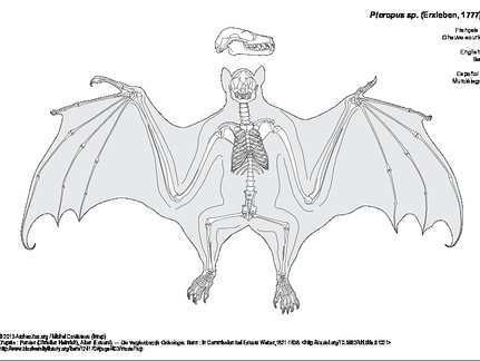 Bat (6915 visits) Pander (Christian Heinrich), Alton (Eduard). ― Die vergleichende Osteologie. Bonn : In Commission ... Bat