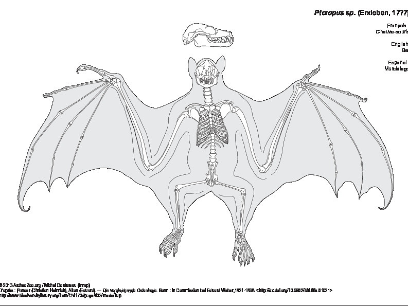Chauve-souris (6923 visites) Pander (Christian Heinrich), Alton (Eduard). ― Die vergleichende Osteologie. Bonn : In Commission ... Chauve-souris