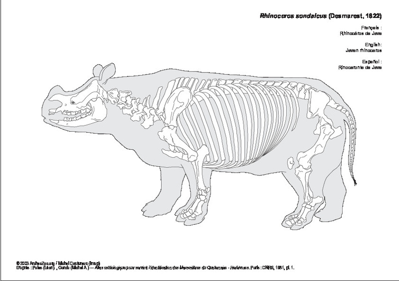 rhinoceros_sondaicus.pdf