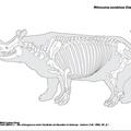 rhinoceros_sondaicus.pdf