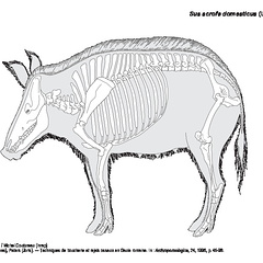 Gallic pig