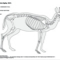 Céphalophe de Grimm