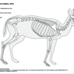 Céphalophe de Grimm (6960 visites) Pander (Christian Heinrich), Alton (Eduard). ― Die vergleichende Osteologie. Bonn : In Commission ... Céphalophe de Grimm