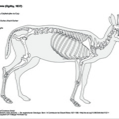 Céphalophe de Grimm