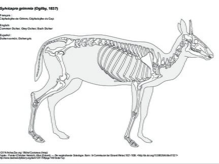 Céphalophe de Grimm (6968 visites) Pander (Christian Heinrich), Alton (Eduard). ― Die vergleichende Osteologie. Bonn : In Commission ... Céphalophe de Grimm