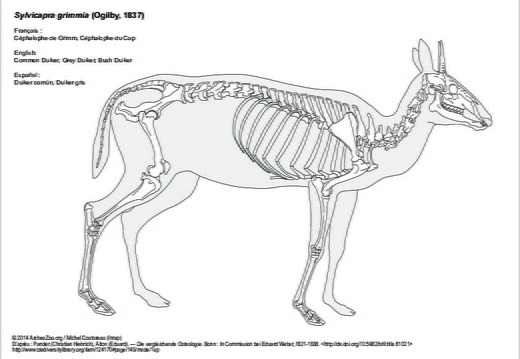 Duiker común