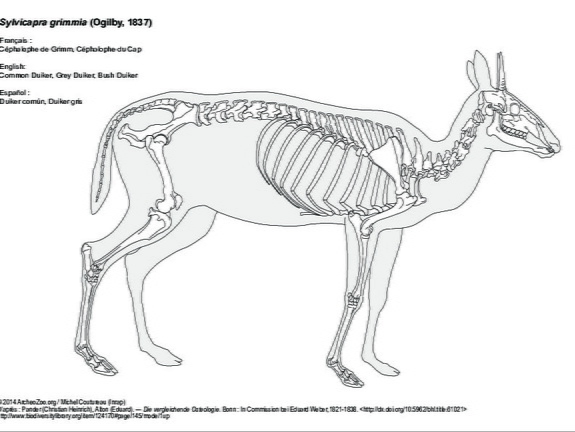 Céphalophe de Grimm (6968 visites) Pander (Christian Heinrich), Alton (Eduard). ― Die vergleichende Osteologie. Bonn : In Commission ... Céphalophe de Grimm