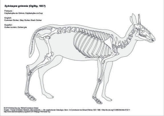 Céphalophe de Grimm
