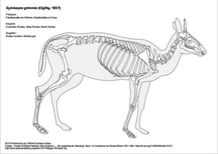 Céphalophe de Grimm