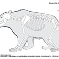 Ours brun (7224 visites) Pales (Léon), Garcia (Michel A.). ― Atlas ostéologique pour servir à l’identification des Mam... Ours brun
