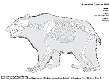 Ours brun (7214 visites) Pales (Léon), Garcia (Michel A.). ― Atlas ostéologique pour servir à l’identification des Mam... Ours brun