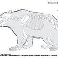 ursus_arctos.pdf