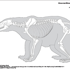 Ours polaire (8634 visites) Pander (Christian Heinrich), Alton (Eduard). ― Die vergleichende Osteologie. Bonn : In Commission ... Ours polaire