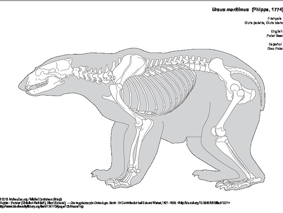 Ours polaire (8641 visites) Pander (Christian Heinrich), Alton (Eduard). ― Die vergleichende Osteologie. Bonn : In Commission ... Ours polaire