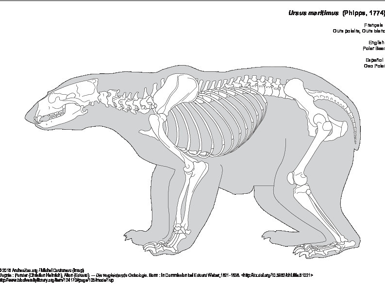 Ours polaire (8637 visites) Pander (Christian Heinrich), Alton (Eduard). ― Die vergleichende Osteologie. Bonn : In Commission ... Ours polaire