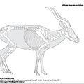 Addax (7457 visites) Lydekker (Richard), Sclater (Philip Lutley). ― The royal natural history, volume II. London : Warn... Addax