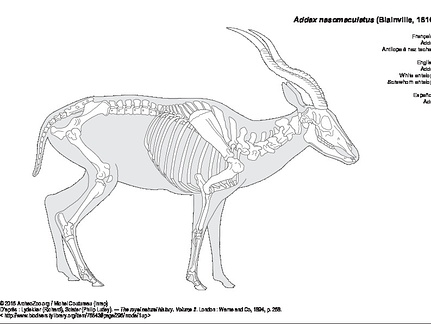 Addax (7443 visites) Lydekker (Richard), Sclater (Philip Lutley). ― The royal natural history, volume II. London : Warn... Addax