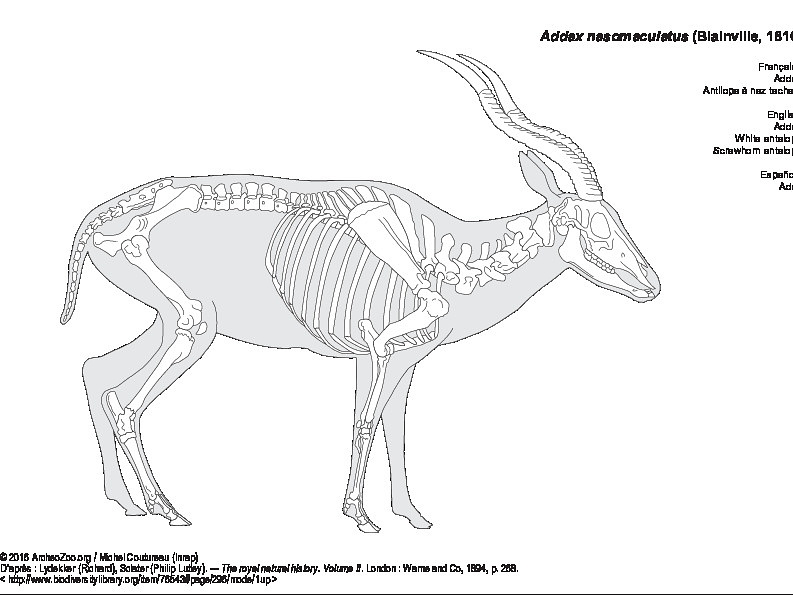 Addax (7456 visites) Lydekker (Richard), Sclater (Philip Lutley). ― The royal natural history, volume II. London : Warn... Addax