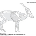 addax_nasomaculatus.pdf