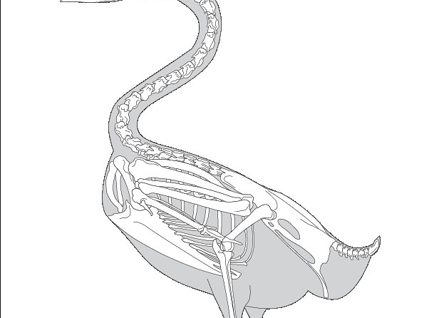 Canard/Sarcelle (8928 visites) Pander (Christian Heinrich), Alton (Eduard). ― Die vergleichende Osteologie. Bonn : In Commission ... Canard/Sarcelle
