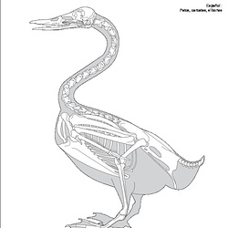 Oiseaux