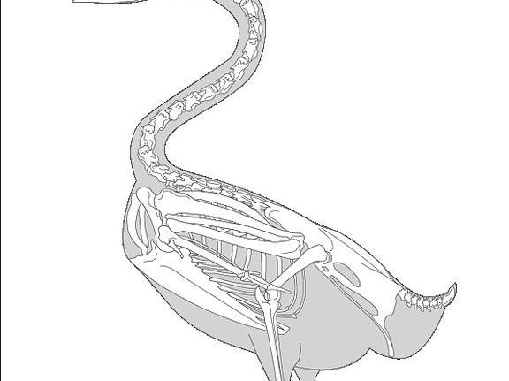 Canard/Sarcelle (8928 visites) Pander (Christian Heinrich), Alton (Eduard). ― Die vergleichende Osteologie. Bonn : In Commission ... Canard/Sarcelle