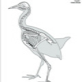 Râle de Cayenne (7832 visites) Eyton (Thomas Campbell) ― Osteologia avium. A sketch of osteology of birds. Wellington, Salop : R.... Râle de Cayenne