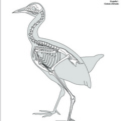 Râle de Cayenne (7832 visites) Eyton (Thomas Campbell) ― Osteologia avium. A sketch of osteology of birds. Wellington, Salop : R.... Râle de Cayenne