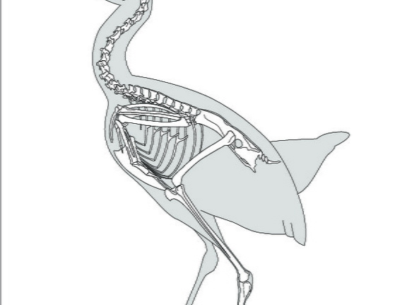 Râle de Cayenne (7920 visites) Eyton (Thomas Campbell) ― Osteologia avium. A sketch of osteology of birds. Wellington, Salop : R.... Râle de Cayenne