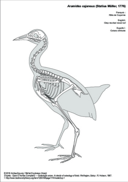 Eyton (Thomas Campbell) ― Osteologia avium. A sketch of osteology of birds. Wellington, Salop : R. Hobson, 1867.
http://www.biodiversitylibrary.org/item/129310#page/174/mode/2up aramides_cajanea.pdf