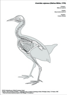 Grey-necked wood rail