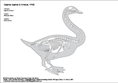  Whooper Swan