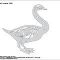Cygne chanteur (8030 visites) Eyton (Thomas Campbell) ― Osteologia avium. A sketch of osteology of birds. Wellington, Salop : R.... Cygne chanteur