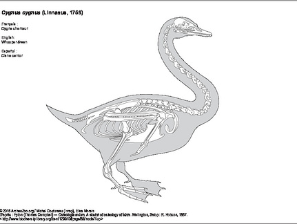 Cygne chanteur (8027 visites) Eyton (Thomas Campbell) ― Osteologia avium. A sketch of osteology of birds. Wellington, Salop : R.... Cygne chanteur
