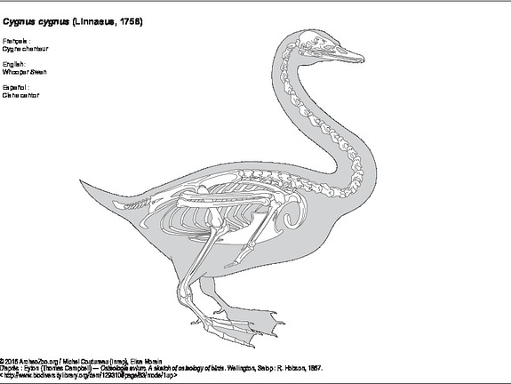 Cygne chanteur (8025 visites) Eyton (Thomas Campbell) ― Osteologia avium. A sketch of osteology of birds. Wellington, Salop : R.... Cygne chanteur