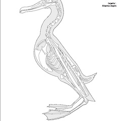 Albatros hurleur (1) (7767 visites) Eyton (Thomas Campbell) ― Osteologia avium. A sketch of osteology of birds. Wellington, Salop : R.... Albatros hurleur (1)