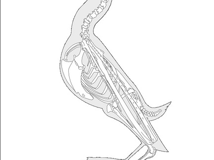 Albatros hurleur (1) (7754 visites) Eyton (Thomas Campbell) ― Osteologia avium. A sketch of osteology of birds. Wellington, Salop : R.... Albatros hurleur (1)